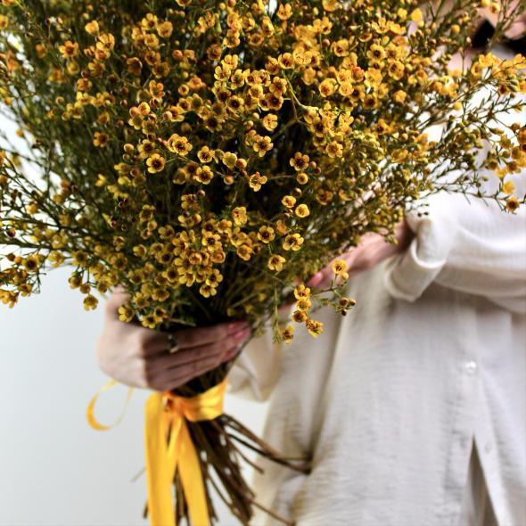 Шамелациум (желтый)