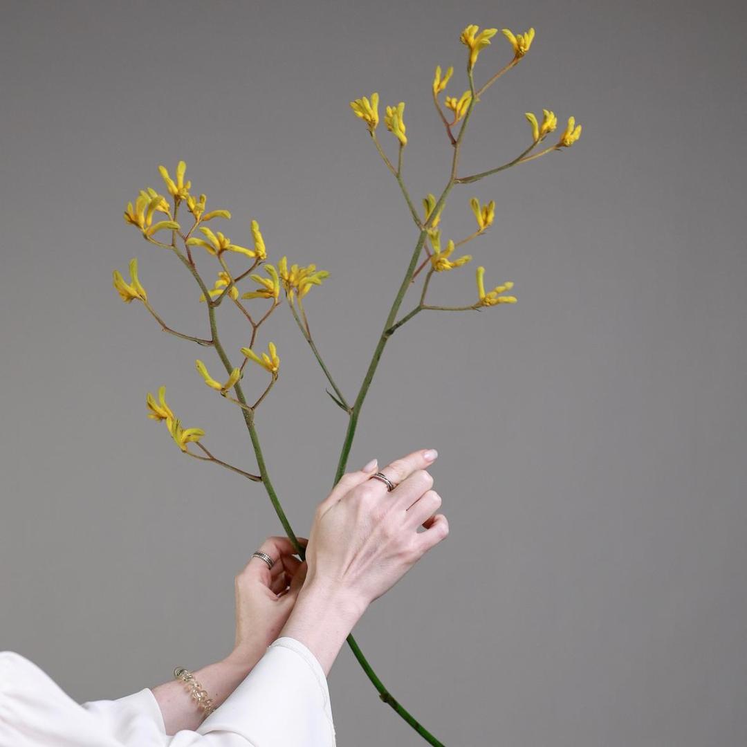 Анигозантос желтый