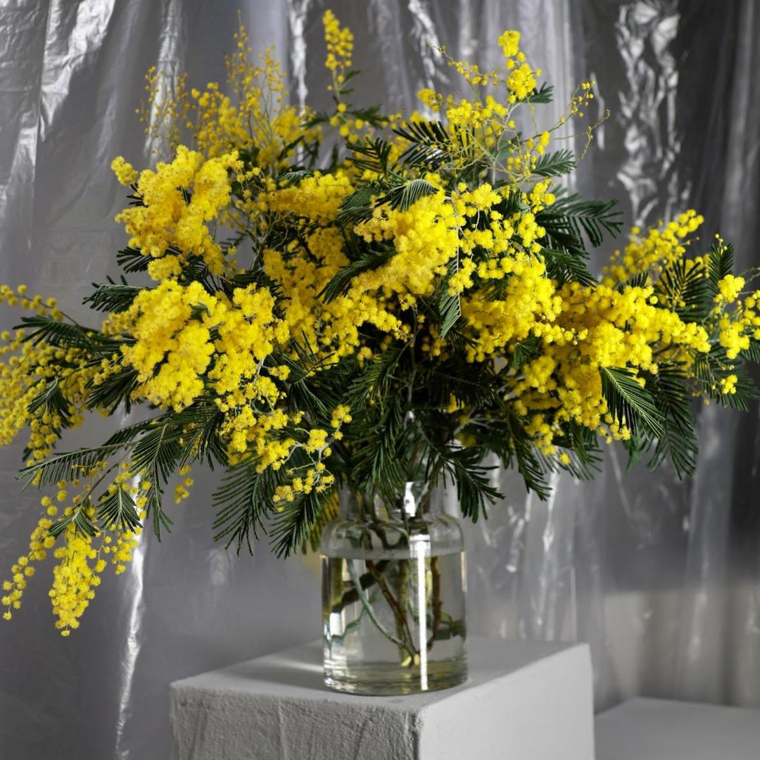 Мимоза (цена за 1 банч)