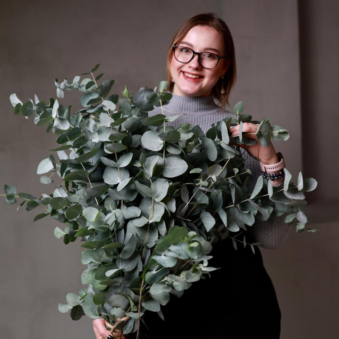 Ветки эвкалипта