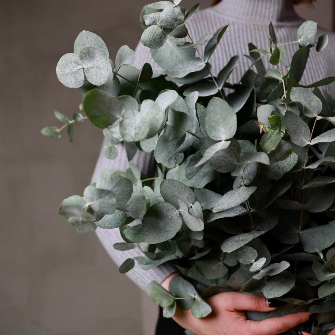 Ветки эвкалипта