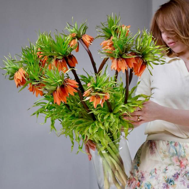 Фритиллярия