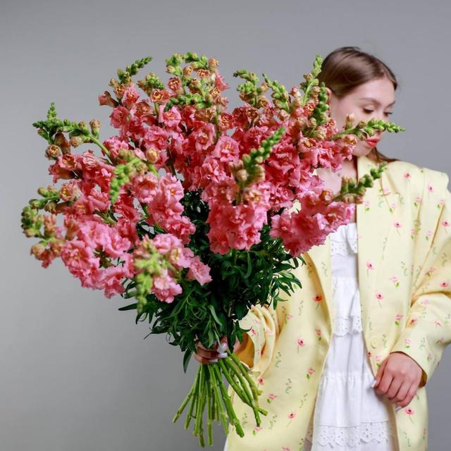 Антирринум розовый Антирринум розовый