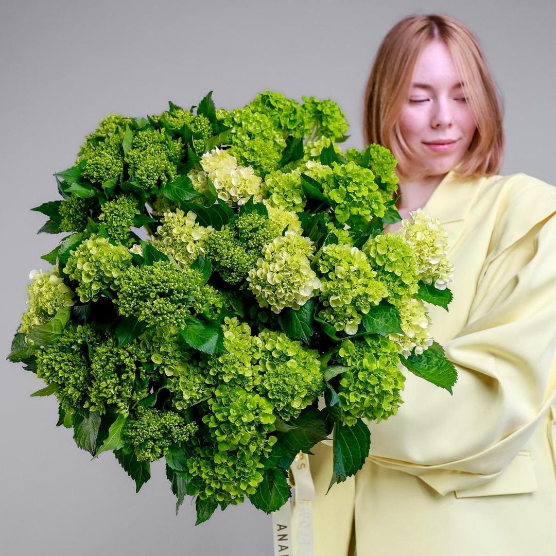 Гортензия мини