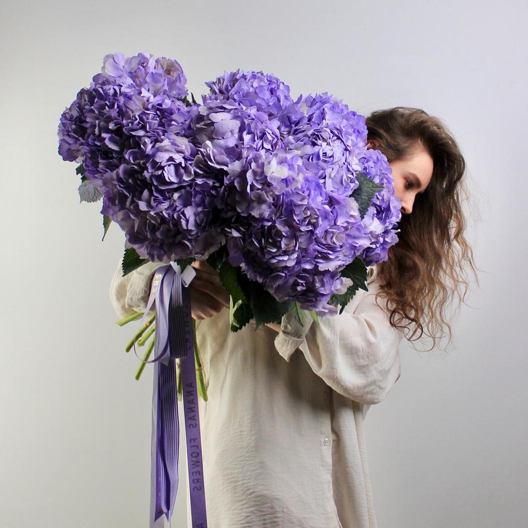 Гортензия Milka