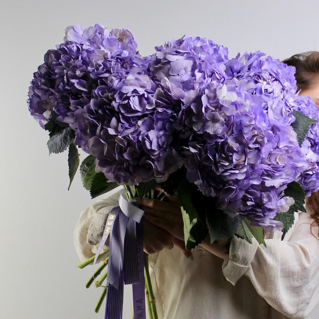 Гортензия Milka