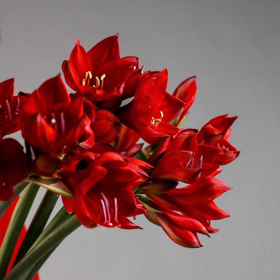 Амариллис RED