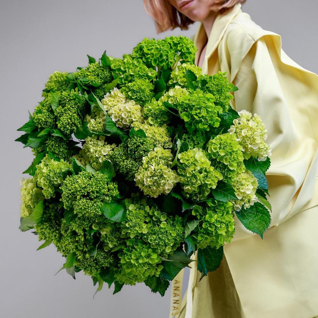 Гортензия мини