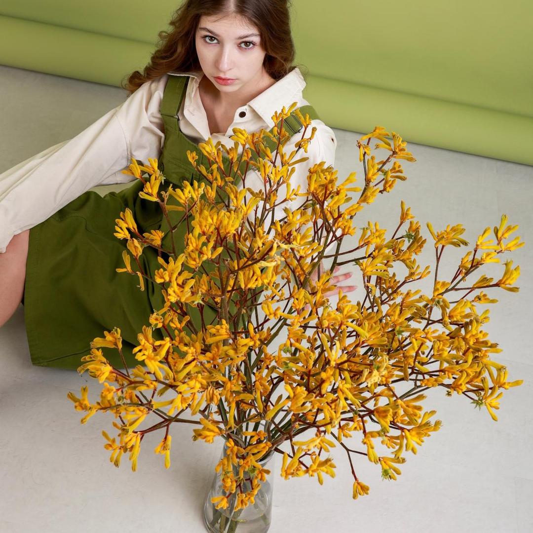 Анигозантос желтый