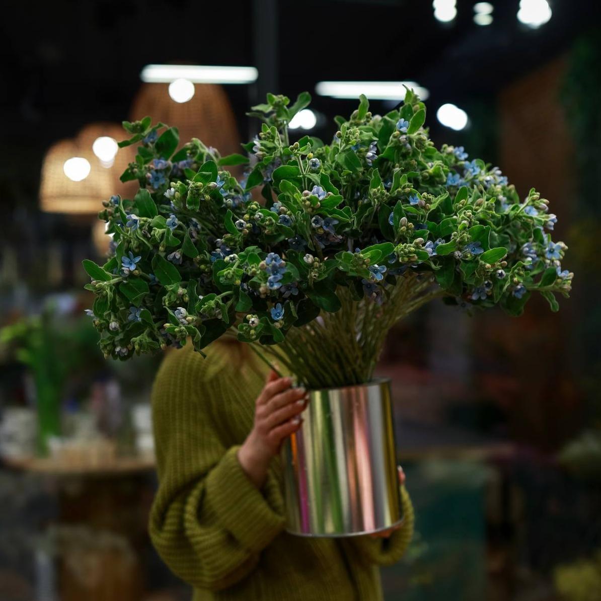 Оксипеталум