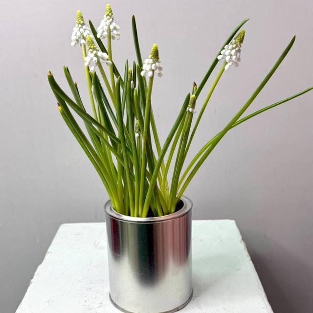 Мускари в жестяной банке