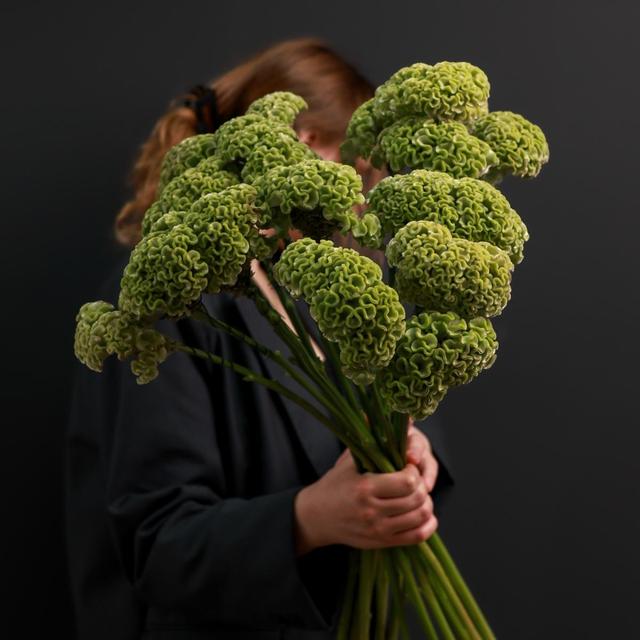 Целозия