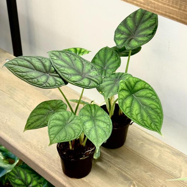 Алоказия Magic Mirror