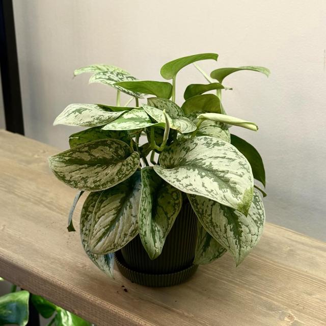 Эпипремнум