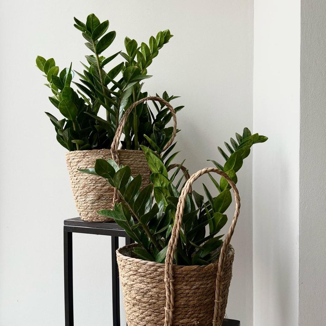 Замиокулькас