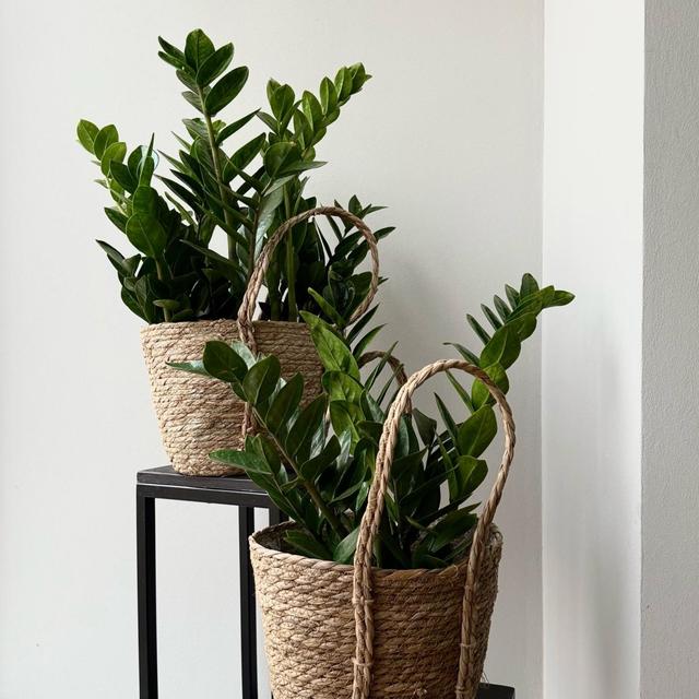 Замиокулькас