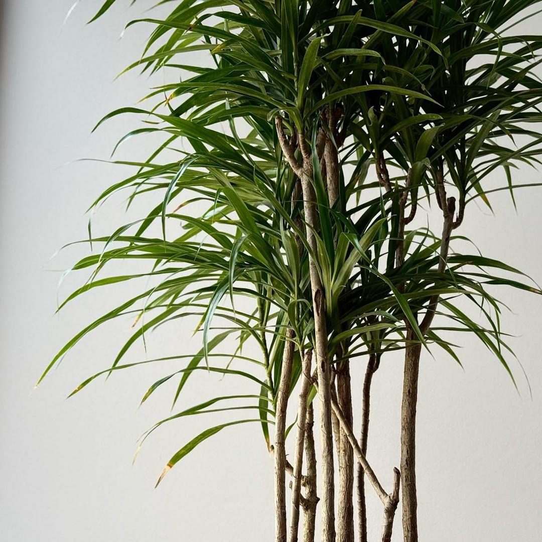 Драцена Reflexa