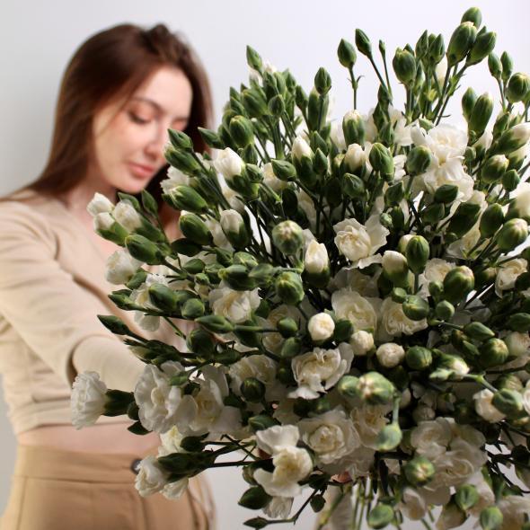 Гвоздика кустовая белая