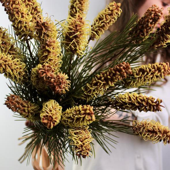 Гревиллея Спайдермен