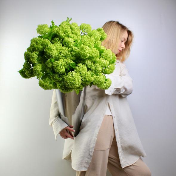 Вибурнум Вибурнум