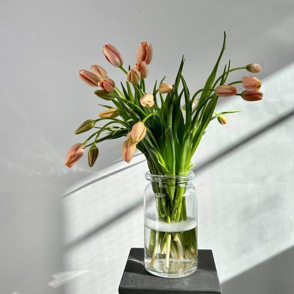 Тюльпан Голландия 60 см Тюльпан Голландия 60 см