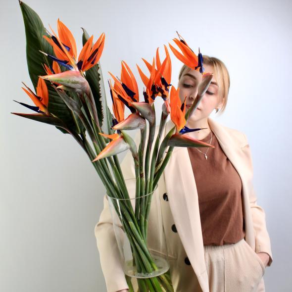 Стрелиция Стрелиция