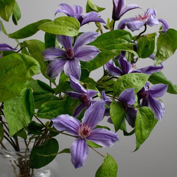 Клематис Клематис