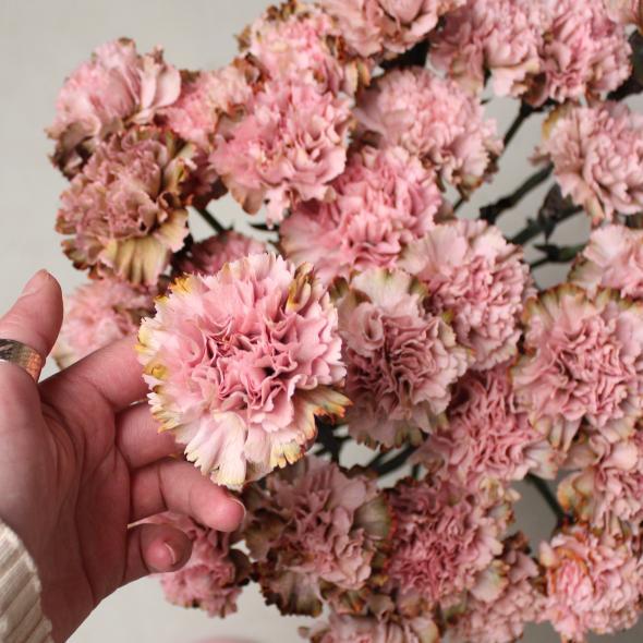 Гвоздика розовая