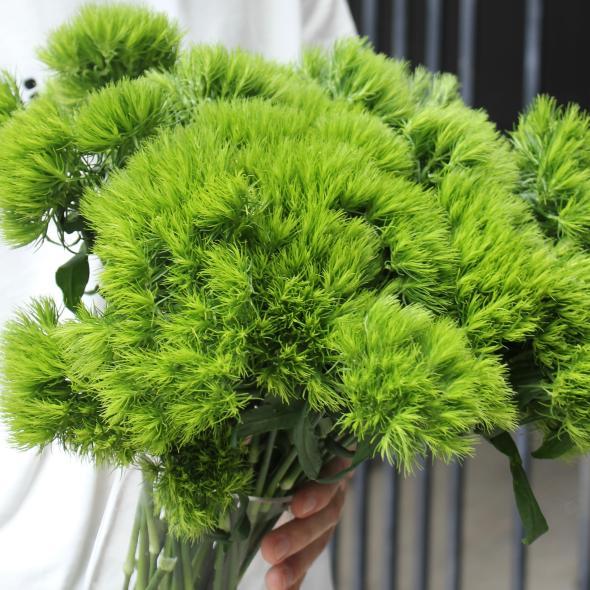 Гвоздика GREEN TRICK Гвоздика GREEN TRICK