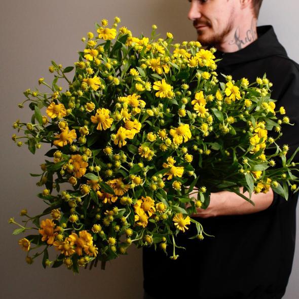 Гелениум Канария