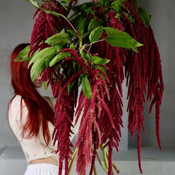 Амарант Амарант