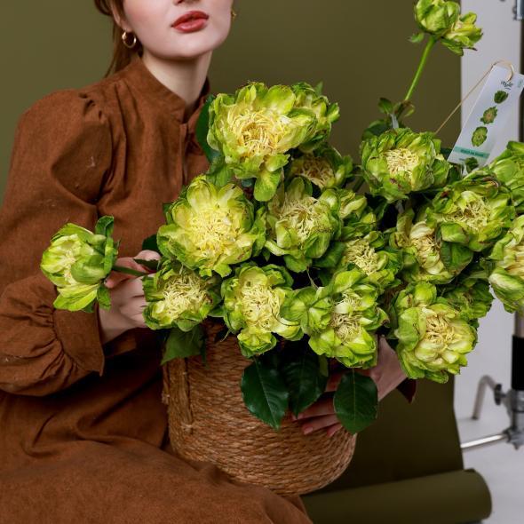 Роза сортовая VEGGIE