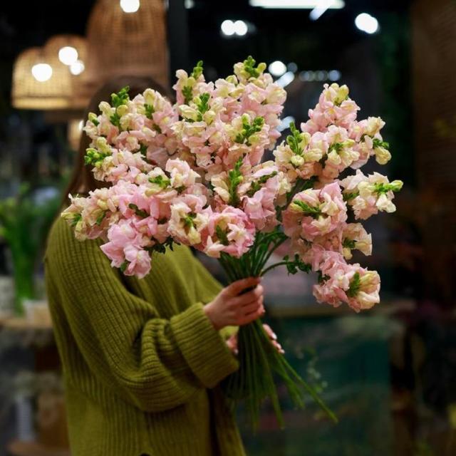 Антирринум розовый