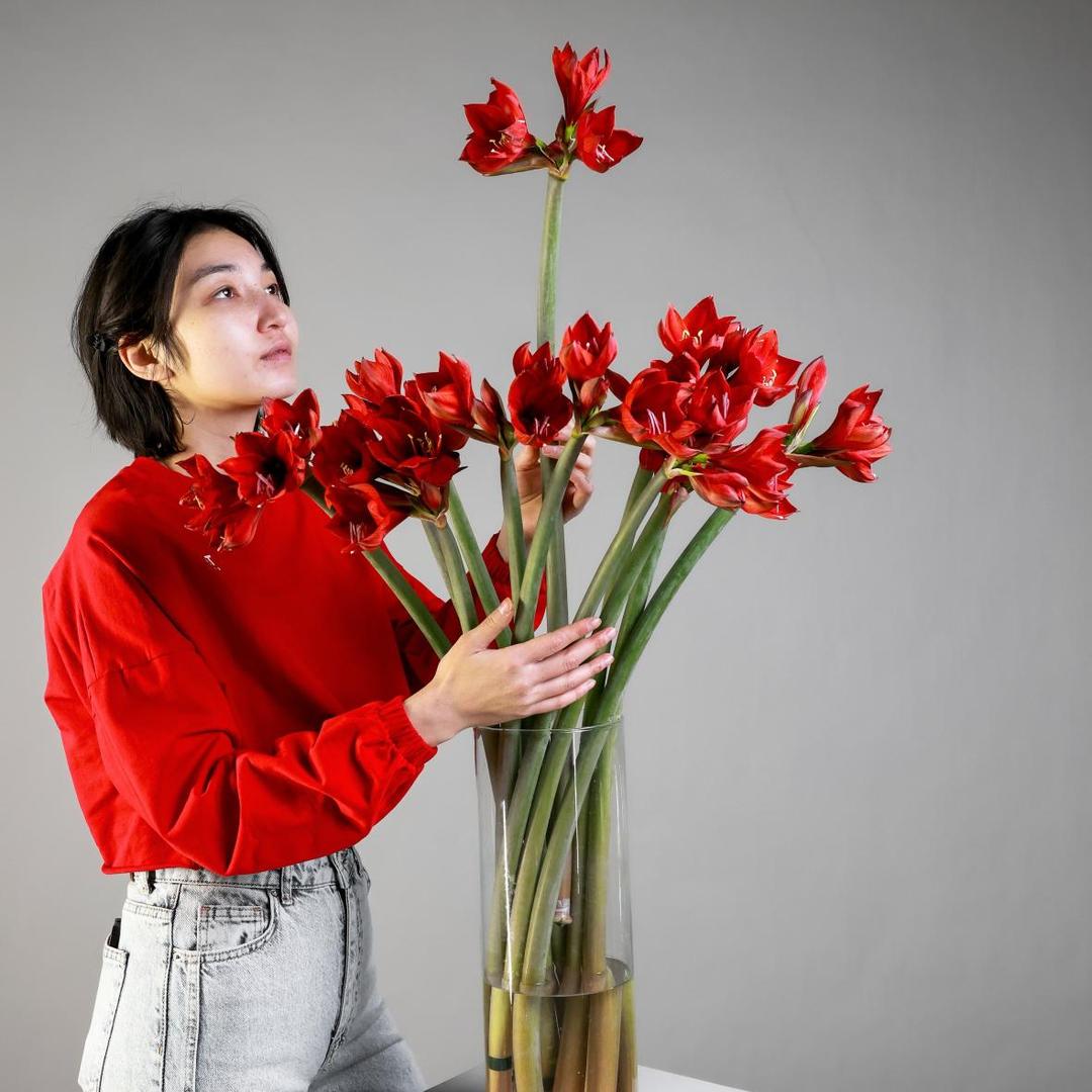 Амариллис RED