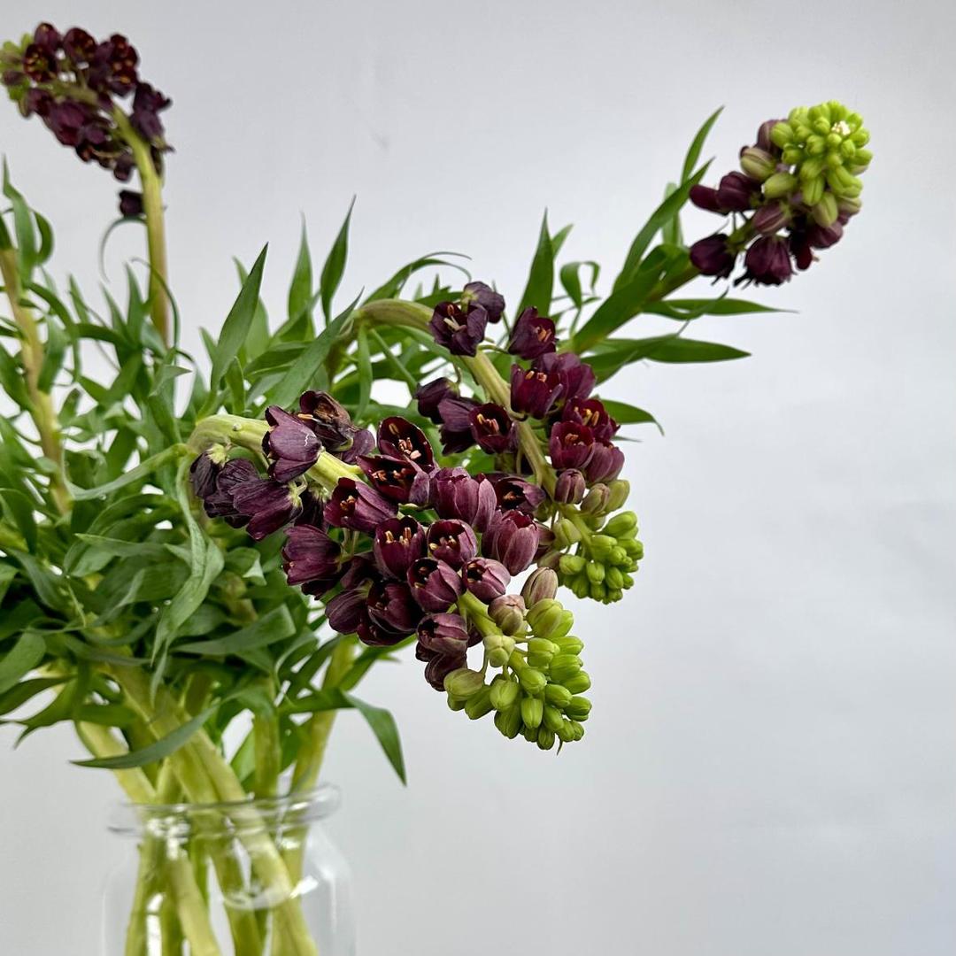 Фритиллярия Persica