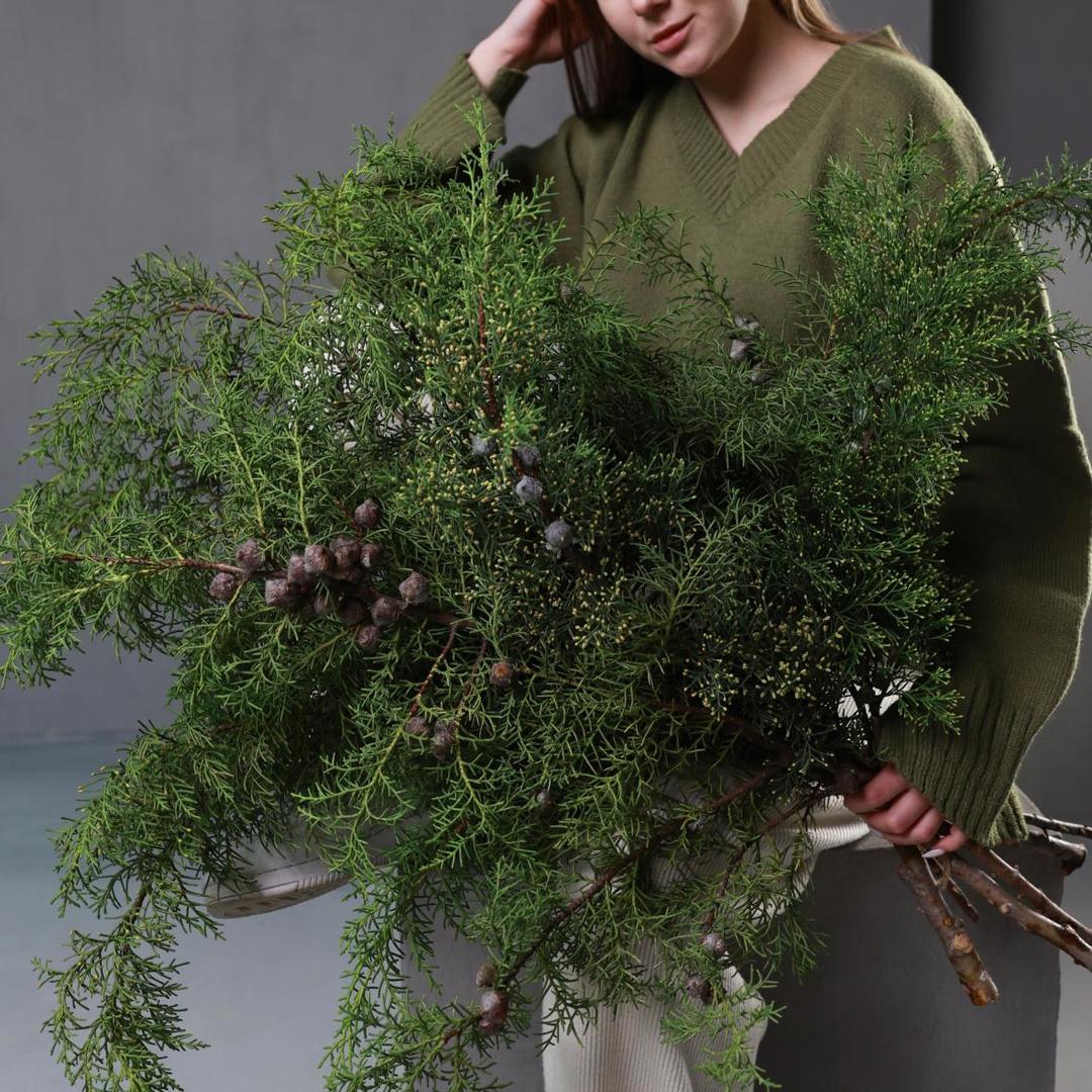 Кипарис (стоимость указана за банч)