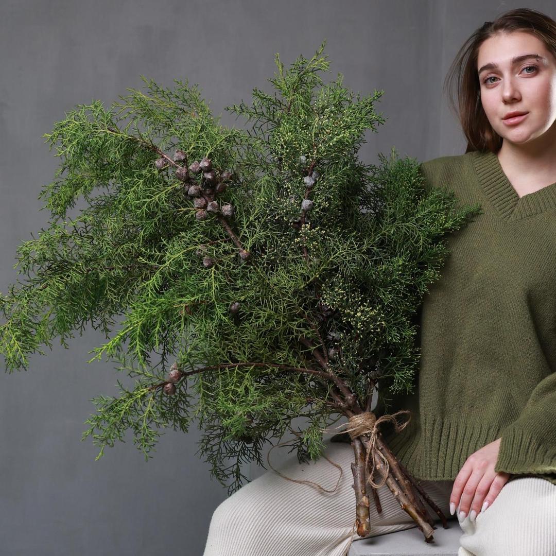 Кипарис (стоимость указана за банч)