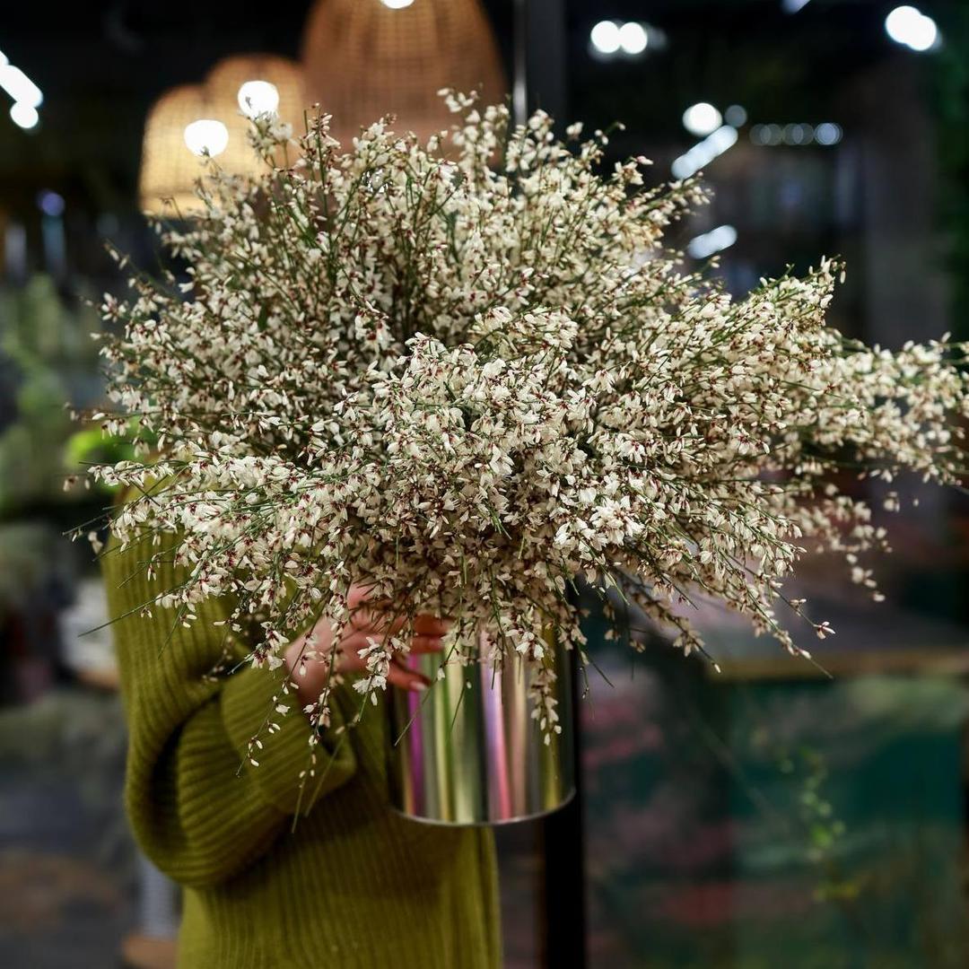 Гениста (стоимость указана за банч)