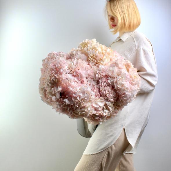 Гортензия Колумбийская Гортензия Колумбийская