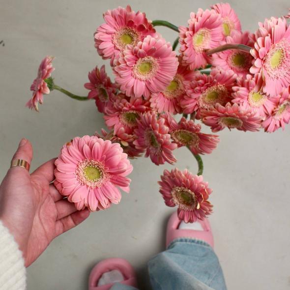 Гербера мини розовая