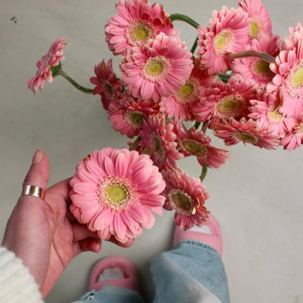 Гербера мини розовая