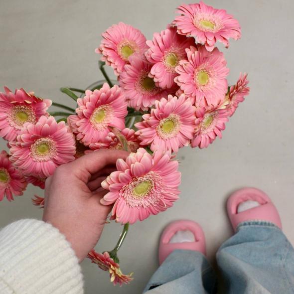 Гербера мини розовая