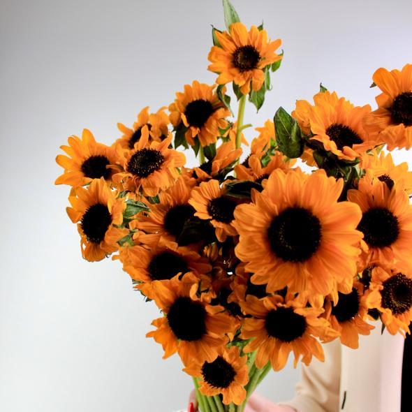 Подсолнух мини